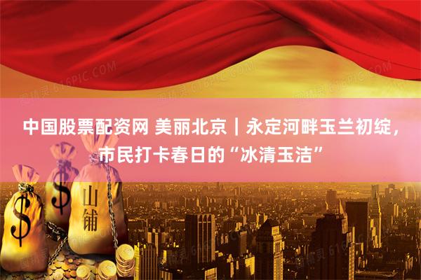 中国股票配资网 美丽北京｜永定河畔玉兰初绽，市民打卡春日的“冰清玉洁”